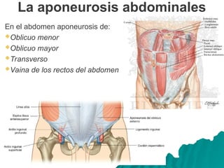 La aponeurosis abdominales
En el abdomen aponeurosis de:
Oblicuo menor
Oblicuo mayor
Transverso
Vaina de los rectos del abdomen
 
