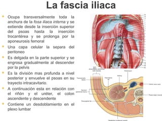 La fascia iliaca
 Ocupa transversalmente toda la
anchura de la fosa iliaca interna y se
extiende desde la inserción superior
del psoas hasta la inserción
trocantérea y se prolonga por la
aponeurosis femoral
 Una capa celular la separa del
peritoneo
 Es delgada en la parte superior y se
engrosa gradualmente al descender
por la pelvis
 Es la división mas profunda a nivel
posterior y envuelve el psoas en su
trayecto intracavitario.
 A continuación esta en relación con
el riñón y el uréter, el colon
ascendente y descendente
 Contiene un desdoblamiento en el
plexo lumbar
 