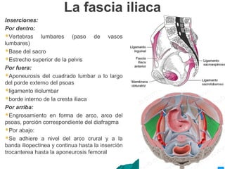 La fascia iliaca
Inserciones:
Por dentro:
Vertebras lumbares (paso de vasos
lumbares)
Base del sacro
Estrecho superior de la pelvis
Por fuera:
Aponeurosis del cuadrado lumbar a lo largo
del porde externo del psoas
ligamento iliolumbar
borde interno de la cresta iliaca
Por arriba:
Engrosamiento en forma de arco, arco del
psoas, porción correspondiente del diafragma
Por abajo:
Se adhiere a nivel del arco crural y a la
banda iliopectinea y continua hasta la inserción
trocanterea hasta la aponeurosis femoral
 
