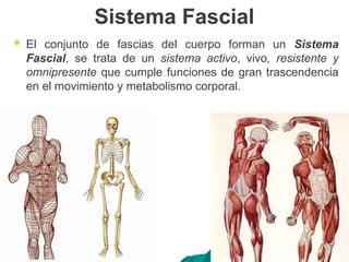 Sistema Fascial
 El conjunto de fascias del cuerpo forman un Sistema
Fascial, se trata de un sistema activo, vivo, resistente y
omnipresente que cumple funciones de gran trascendencia
en el movimiento y metabolismo corporal.
 