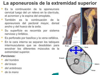La aponeurosis de la extremidad superior
 Es la continuación de la aponeurosis
cervical luego del un relevo en la clavícula,
el acromion y la espina del omoplato.
 También es la continuación de la
aponeurosis del pectoral mayor, dorsal
ancho y del hueco de la axila.
 Su superficie es recorrida por sistema
nervioso y linfático.
 Es perforado por basílica y la vena cefálica.
 En la cara interna se separan los tabiques
intermusculares que se desdoblan para
envolver los diferentes músculos de la
extremidad superior.
Porciones:
 del hombro
 del brazo
 del antebrazo
 de la mano
 