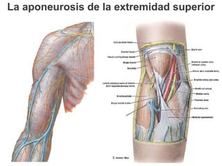 La aponeurosis de la extremidad superior
 