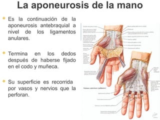 La aponeurosis de la mano
 Es la continuación de la
aponeurosis antebraquial a
nivel de los ligamentos
anulares.
 Termina en los dedos
después de haberse fijado
en el codo y muñeca.
 Su superficie es recorrida
por vasos y nervios que la
perforan.
 