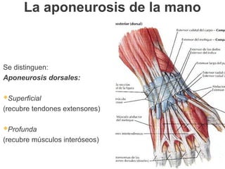 La aponeurosis de la mano
Se distinguen:
Aponeurosis dorsales:
Superficial
(recubre tendones extensores)
Profunda
(recubre músculos interóseos)
 