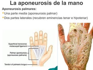 La aponeurosis de la mano
Aponeurosis palmares:
Una parte media (aponeurosis palmar)
Dos partes laterales (recubren eminencias tenar e hipotenar)
 
