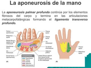La aponeurosis de la mano
La aponeurosis palmar profunda continúa por los elementos
fibrosos del carpo y termina en las articulaciones
metacarpofalángicas formando el ligamento transverso
profundo.
 