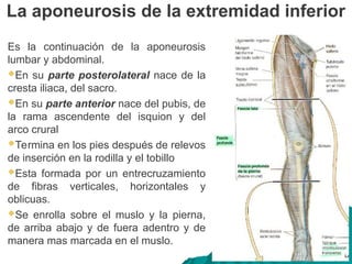 Es la continuación de la aponeurosis
lumbar y abdominal.
En su parte posterolateral nace de la
cresta iliaca, del sacro.
En su parte anterior nace del pubis, de
la rama ascendente del isquion y del
arco crural
Termina en los pies después de relevos
de inserción en la rodilla y el tobillo
Esta formada por un entrecruzamiento
de fibras verticales, horizontales y
oblicuas.
Se enrolla sobre el muslo y la pierna,
de arriba abajo y de fuera adentro y de
manera mas marcada en el muslo.
La aponeurosis de la extremidad inferior
 