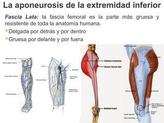 La aponeurosis de la extremidad inferior
Fascia Lata: la fascia femoral es la parte más gruesa y
resistente de toda la anatomía humana.
Delgada por detrás y por dentro
Gruesa por delante y por fuera
 