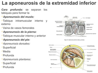 Cara profunda: se separan los
tabiques para formar la
Aponeurosis del muslo:
Tabique intramuscular interno y
externo
Vaina de vasos femorales
Aponeurosis de la pierna:
Tabique muscular interno y anterior
Aponeurosis del pie:
Aponeurosis dorsales:
Superficial
Media
Profunda
Aponeurosis plantares:
Superficial
Profunda
La aponeurosis de la extremidad inferior
 
