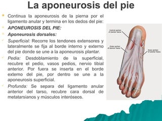 La aponeurosis del pie
 Continua la aponeurosis de la pierna por el
ligamento anular y termina en los dedos del pie:
 APONEUROSIS DEL PIE:
 Aponeurosis dorsales:
 Superficial: Recorre los tendones extensores y
lateralmente se fija al borde interno y externo
del pie donde se une a la aponeurosis plantar.
 Pedia: Desdoblamiento de la superficial,
recubre el pedio, vasos pedios, nervio tibial
anterior. Por fuera se inserta en el borde
externo del pie, por dentro se une a la
aponeurosis superficial.
 Profunda: Se separa del ligamento anular
anterior del tarso, recubre cara dorsal de
metatarsianos y músculos interóseos.
 