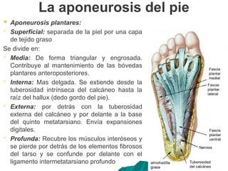 La aponeurosis del pie
 Aponeurosis plantares:
 Superficial: separada de la piel por una capa
de tejido graso
Se divide en:
 Media: De forma triangular y engrosada.
Contribuye al mantenimiento de las bóvedas
plantares anteroposteriores.
 Interna: Mas delgada. Se extiende desde la
tuberosidad intrínseca del calcáneo hasta la
raíz del hallux (dedo gordo del pie).
 Externa: por detrás con la tuberosidad
externa del calcáneo y por delante a la base
del quinto metatarsiano. Envía expansiones
digitales.
 Profunda: Recubre los músculos interóseos y
se pierde por detrás de los elementos fibrosos
del tarso y se confunde por delante con el
ligamento intermetatarsiano profundo
 