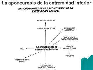 La aponeurosis de la extremidad inferior
 