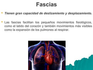 Fascias
 Tienen gran capacidad de deslizamiento y desplazamiento.
 Las fascias facilitan los pequeños movimientos fisiológicos,
como el latido del corazón y también movimientos más visibles
como la expansión de los pulmones al respirar.
 