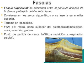 Fascias
 Fascia superficial: se encuentra entre el panículo adiposo de
la dermis y el tejido celular subcutáneo.
 Comienza en los arcos cigomáticos y se inserta en maxilar
superior.
 Termina en los tobillos.
 Falta en: rostro, parte superior del esternocleidomastoideo,
nuca, esternón, glúteos.
 Punto de partida de vasos linfáticos (nutrición y respiración
celular).
 