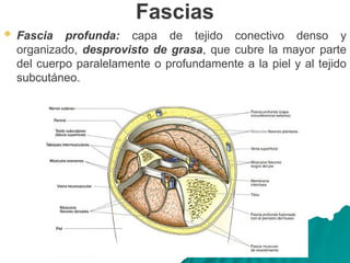 Fascias
 Fascia profunda: capa de tejido conectivo denso y
organizado, desprovisto de grasa, que cubre la mayor parte
del cuerpo paralelamente o profundamente a la piel y al tejido
subcutáneo.
 