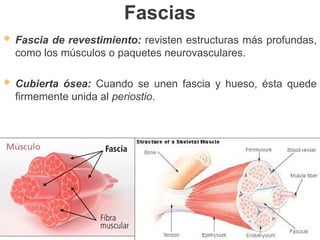 Fascias
 Fascia de revestimiento: revisten estructuras más profundas,
como los músculos o paquetes neurovasculares.
 Cubierta ósea: Cuando se unen fascia y hueso, ésta quede
firmemente unida al periostio.
 