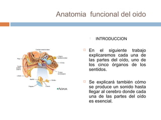 Anatomia funcional del oido







INTRODUCCION

En el siguiente
explicaremos cada
las partes del oído,
los cinco órganos
sentidos.

trabajo
una de
uno de
de los

Se explicará también cómo
se produce un sonido hasta
llegar al cerebro donde cada
una de las partes del oído
es esencial.

 