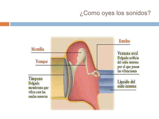 ¿Como oyes los sonidos?

 