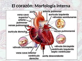 El corazón: Morfología interna
 