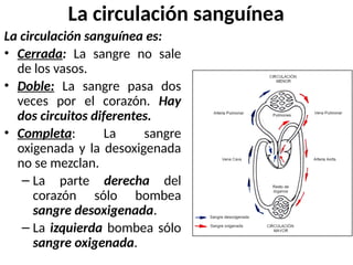 La circulación sanguínea
La circulación sanguínea es:
• Cerrada: La sangre no sale
de los vasos.
• Doble: La sangre pasa dos
veces por el corazón. Hay
dos circuitos diferentes.
• Completa: La sangre
oxigenada y la desoxigenada
no se mezclan.
– La parte derecha del
corazón sólo bombea
sangre desoxigenada.
– La izquierda bombea sólo
sangre oxigenada.
 
