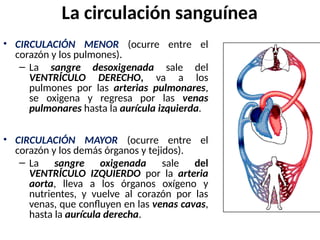 La circulación sanguínea
• CIRCULACIÓN MENOR (ocurre entre el
corazón y los pulmones).
– La sangre desoxigenada sale del
VENTRÍCULO DERECHO, va a los
pulmones por las arterias pulmonares,
se oxigena y regresa por las venas
pulmonares hasta la aurícula izquierda.
• CIRCULACIÓN MAYOR (ocurre entre el
corazón y los demás órganos y tejidos).
– La sangre oxigenada sale del
VENTRÍCULO IZQUIERDO por la arteria
aorta, lleva a los órganos oxígeno y
nutrientes, y vuelve al corazón por las
venas, que confluyen en las venas cavas,
hasta la aurícula derecha.
 
