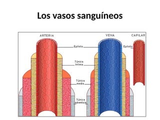 Los vasos sanguíneos
 