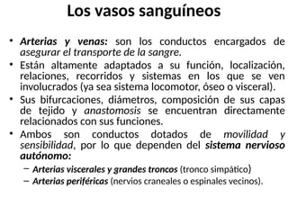 • Arterias y venas: son los conductos encargados de
asegurar el transporte de la sangre.
• Están altamente adaptados a su función, localización,
relaciones, recorridos y sistemas en los que se ven
involucrados (ya sea sistema locomotor, óseo o visceral).
• Sus bifurcaciones, diámetros, composición de sus capas
de tejido y anastomosis se encuentran directamente
relacionados con sus funciones.
• Ambos son conductos dotados de movilidad y
sensibilidad, por lo que dependen del sistema nervioso
autónomo:
– Arterias viscerales y grandes troncos (tronco simpático)
– Arterias periféricas (nervios craneales o espinales vecinos).
Los vasos sanguíneos
 