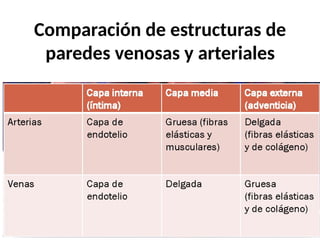 Comparación de estructuras de
paredes venosas y arteriales
 