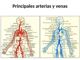 Principales arterias y venas
 