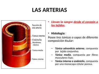 LAS ARTERIAS
• Llevan la sangre desde el corazón a
los tejidos.
• Histología:
Posee tres túnicas o capas de diferente
composición tisular:
– Túnica adventicia externa, compuesta
por tejido conjuntivo.
– Túnica media, compuesta por fibras
musculares lisas.
– Túnica interna o endotelio, compuesta
por una monocapa celular porosa.
 