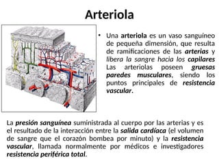 • Una arteriola es un vaso sanguíneo
de pequeña dimensión, que resulta
de ramificaciones de las arterias y
libera la sangre hacia los capilares
Las arteriolas poseen gruesas
paredes musculares, siendo los
puntos principales de resistencia
vascular.
Arteriola
La presión sanguínea suministrada al cuerpo por las arterias y es
el resultado de la interacción entre la salida cardíaca (el volumen
de sangre que el corazón bombea por minuto) y la resistencia
vascular, llamada normalmente por médicos e investigadores
resistencia periférica total.
 