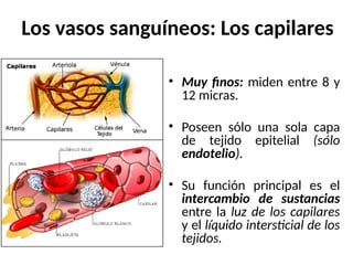 Los vasos sanguíneos: Los capilares
• Muy finos: miden entre 8 y
12 micras.
• Poseen sólo una sola capa
de tejido epitelial (sólo
endotelio).
• Su función principal es el
intercambio de sustancias
entre la luz de los capilares
y el líquido intersticial de los
tejidos.
 