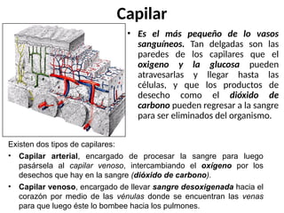 • Es el más pequeño de lo vasos
sanguíneos. Tan delgadas son las
paredes de los capilares que el
oxigeno y la glucosa pueden
atravesarlas y llegar hasta las
células, y que los productos de
desecho como el dióxido de
carbono pueden regresar a la sangre
para ser eliminados del organismo.
Capilar
Existen dos tipos de capilares:
• Capilar arterial, encargado de procesar la sangre para luego
pasársela al capilar venoso, intercambiando el oxígeno por los
desechos que hay en la sangre (dióxido de carbono).
• Capilar venoso, encargado de llevar sangre desoxigenada hacia el
corazón por medio de las vénulas donde se encuentran las venas
para que luego éste lo bombee hacia los pulmones.
 