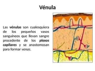 Vénula
Las vénulas son cualesquiera
de los pequeños vasos
sanguíneos que llevan sangre
procedente de los plexos
capilares y se anastomosan
para formar venas.
 