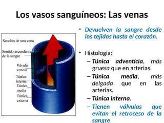 Los vasos sanguíneos: Las venas
• Devuelven la sangre desde
los tejidos hasta el corazón.
• Histología:
– Túnica adventicia, más
gruesa que en arterias.
– Túnica media, más
delgada que en las
arterias.
– Túnica interna.
– Tienen válvulas que
evitan el retroceso de la
sangre
 