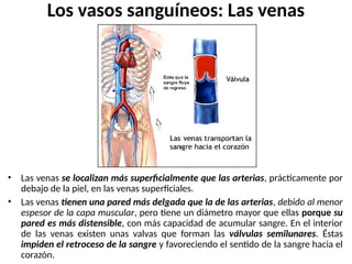 Los vasos sanguíneos: Las venas
• Las venas se localizan más superficialmente que las arterias, prácticamente por
debajo de la piel, en las venas superficiales.
• Las venas tienen una pared más delgada que la de las arterias, debido al menor
espesor de la capa muscular, pero tiene un diámetro mayor que ellas porque su
pared es más distensible, con más capacidad de acumular sangre. En el interior
de las venas existen unas valvas que forman las válvulas semilunares. Éstas
impiden el retroceso de la sangre y favoreciendo el sentido de la sangre hacia el
corazón.
 