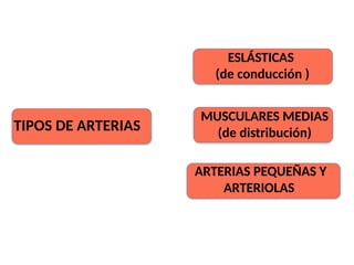 TIPOS DE ARTERIAS
MUSCULARES MEDIAS
(de distribución)
ESLÁSTICAS
(de conducción )
ARTERIAS PEQUEÑAS Y
ARTERIOLAS
 