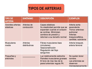 TIPOS DE ARTERIAS
 