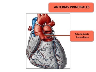 ARTERIAS PRINCIPALES
Arteria Aorta
Ascendente
 