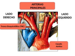 ARTERIAS
PRINCIPALES
Cayado
Aórtico
Tronco Braquicefálico (TBC)
LADO
DERECHO
LADO
IZQUIERDO
 
