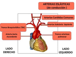 ARTERIAS ESLÁSTICAS
(de conducción )
Arterias Carótidas Comunes
Arterias Subclavia Izquierda
Tronco arterioso
pulmonar
Tronco Braquicefálico (TBC)
Arteria Aorta
Ascendente
LADO
DERECHO
LADO
IZQUIERDO
 