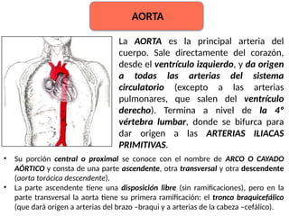 Aorta
La AORTA es la principal arteria del
cuerpo. Sale directamente del corazón,
desde el ventrículo izquierdo, y da origen
a todas las arterias del sistema
circulatorio (excepto a las arterias
pulmonares, que salen del ventrículo
derecho). Termina a nivel de la 4º
vértebra lumbar, donde se bifurca para
dar origen a las ARTERIAS ILIACAS
PRIMITIVAS.
• Su porción central o proximal se conoce con el nombre de ARCO O CAYADO
AÓRTICO y consta de una parte ascendente, otra transversal y otra descendente
(aorta torácica descendente).
• La parte ascendente tiene una disposición libre (sin ramificaciones), pero en la
parte transversal la aorta tiene su primera ramificación: el tronco braquicefálico
(que dará origen a arterias del brazo –braqui y a arterias de la cabeza –cefálico).
AORTA
 