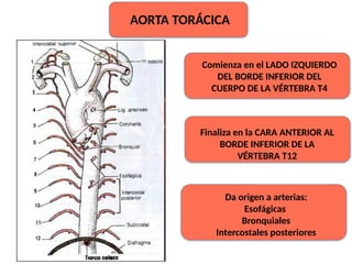 Comienza en el LADO IZQUIERDO
DEL BORDE INFERIOR DEL
CUERPO DE LA VÉRTEBRA T4
Finaliza en la CARA ANTERIOR AL
BORDE INFERIOR DE LA
VÉRTEBRA T12
Da origen a arterias:
Esofágicas
Bronquiales
Intercostales posteriores
AORTA TORÁCICA
 