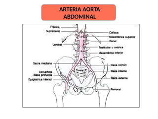 ARTERIA AORTA
ABDOMINAL
 
