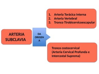 ARTERIA
SUBCLAVIA
1. Arteria Torácica Interna
2. Arteria Vertebral
3. Tronco Tirobicervicoescapular
Tronco costocervical
(Arteria Cervical Profunda e
Intercostal Suprema)
DA
ORIGEN
A
 