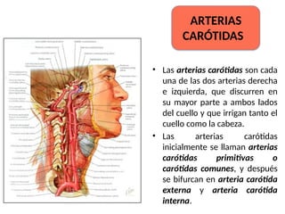 • Las arterias carótidas son cada
una de las dos arterias derecha
e izquierda, que discurren en
su mayor parte a ambos lados
del cuello y que irrigan tanto el
cuello como la cabeza.
• Las arterias carótidas
inicialmente se llaman arterias
carótidas primitivas o
carótidas comunes, y después
se bifurcan en arteria carótida
externa y arteria carótida
interna.
ARTERIAS
CARÓTIDAS
 