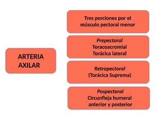 ARTERIA
AXILAR
Tres porciones por el
músculo pectoral menor
Prepectoral
Toracoacromial
Torácica lateral
Retropectoral
(Torácica Suprema)
Pospectoral
Circunfleja humeral
anterior y posterior
 