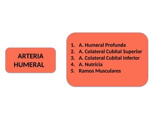 ARTERIA
HUMERAL
1. A. Humeral Profunda
2. A. Colateral Cubital Superior
3. A. Colateral Cubital Inferior
4. A. Nutricia
5. Ramos Musculares
 