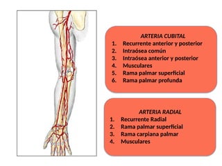 ARTERIA RADIAL
1. Recurrente Radial
2. Rama palmar superficial
3. Rama carpiana palmar
4. Musculares
ARTERIA CUBITAL
1. Recurrente anterior y posterior
2. Intraósea común
3. Intraósea anterior y posterior
4. Musculares
5. Rama palmar superficial
6. Rama palmar profunda
 