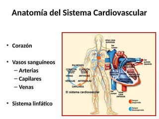 Anatomía del Sistema Cardiovascular
• Corazón
• Vasos sanguíneos
– Arterias
– Capilares
– Venas
• Sistema linfático
 
